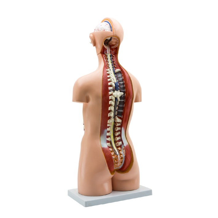 Torso Umano - Assessuato - Torso Aperto