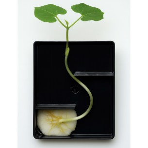 Kit Germinazione 2