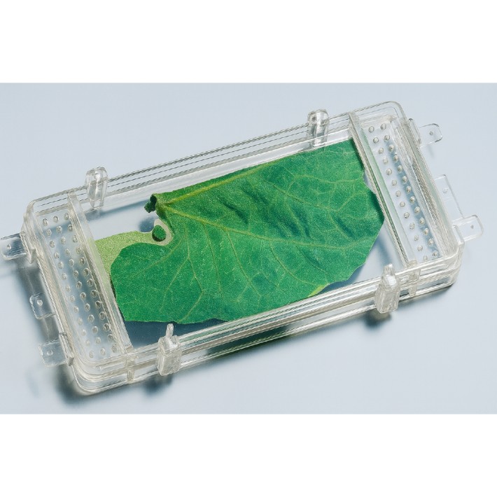 Kit Germinazione