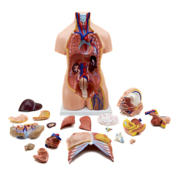 Torso Umano Maschile/Femminile - Altezza 85 -...