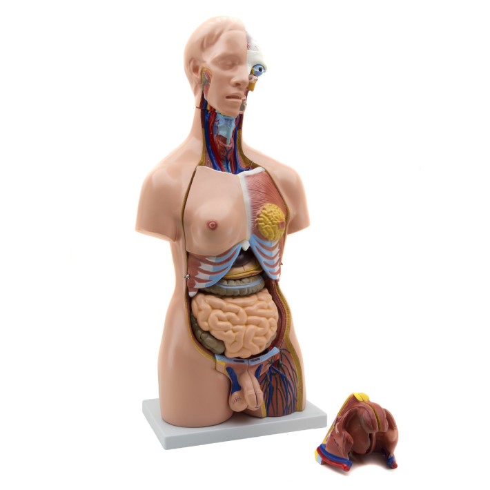 Torso Umano Maschile/Femminile - Altezza 85 -...